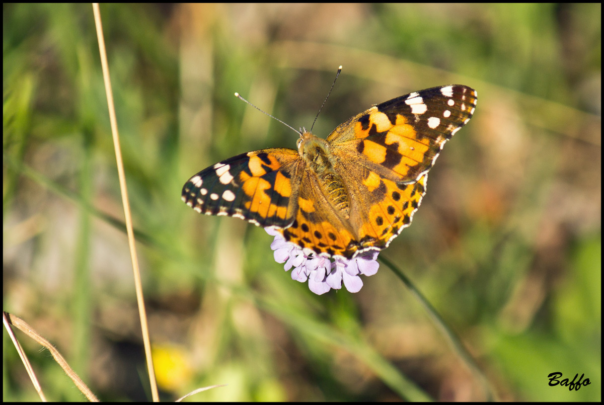 Vanessa cardui?